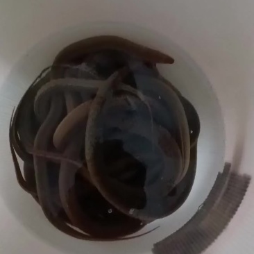 黄鳝