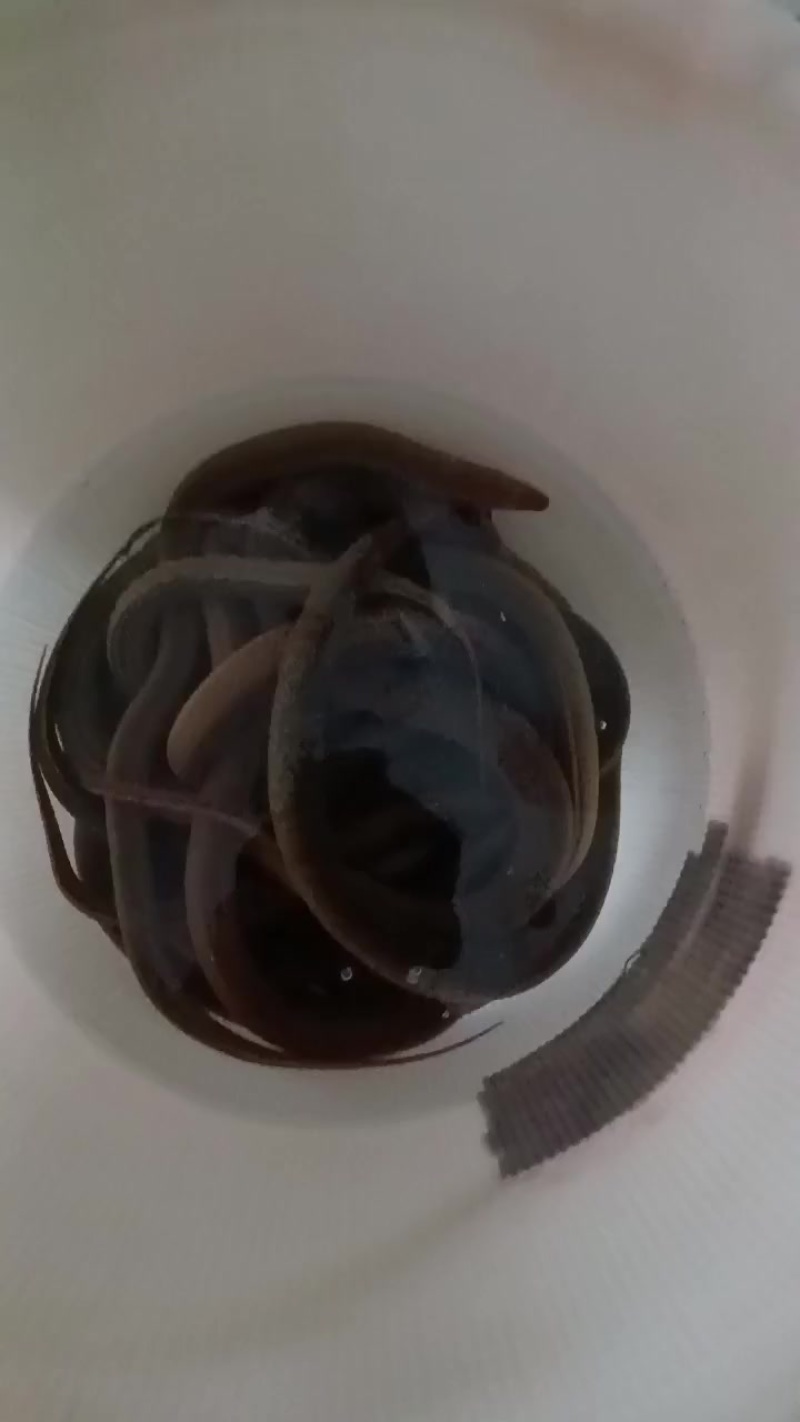 黄鳝