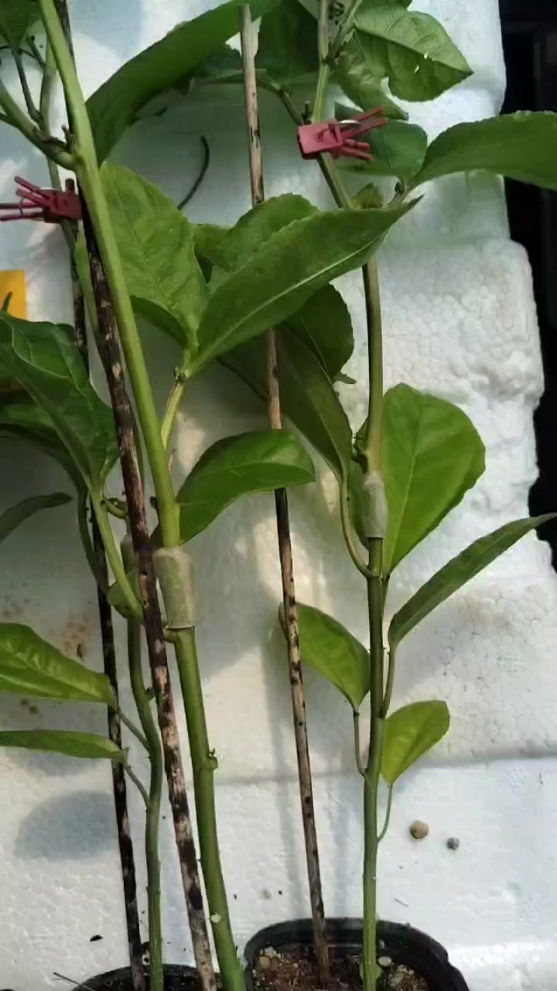 新苗优价优品1.8通通需要种植欢迎光临