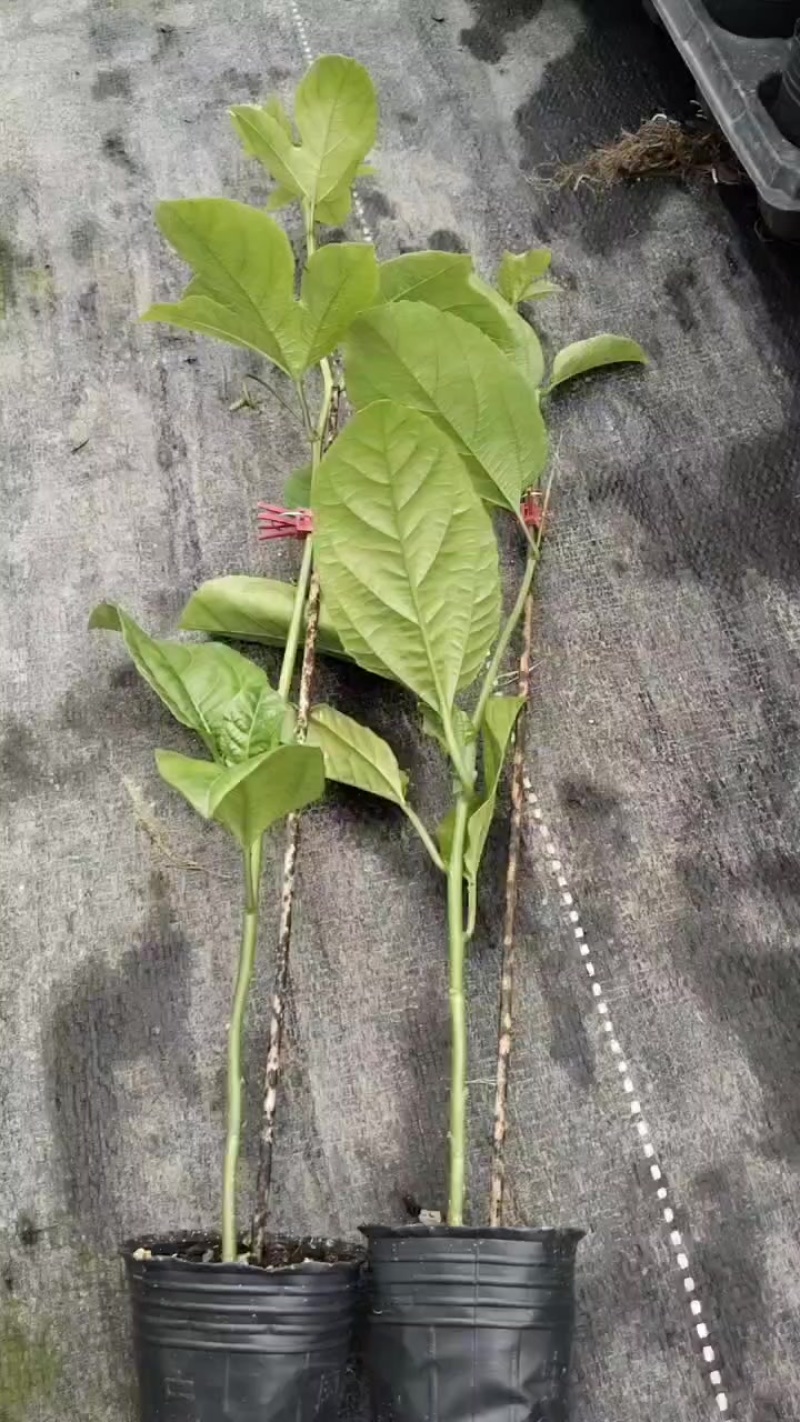 新苗优价优品1.8通通需要种植欢迎光临