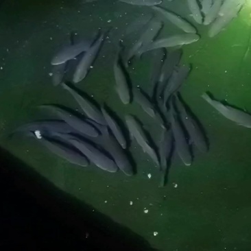 鲈鱼