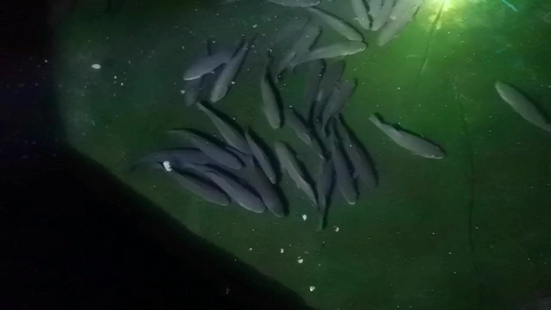 鲈鱼