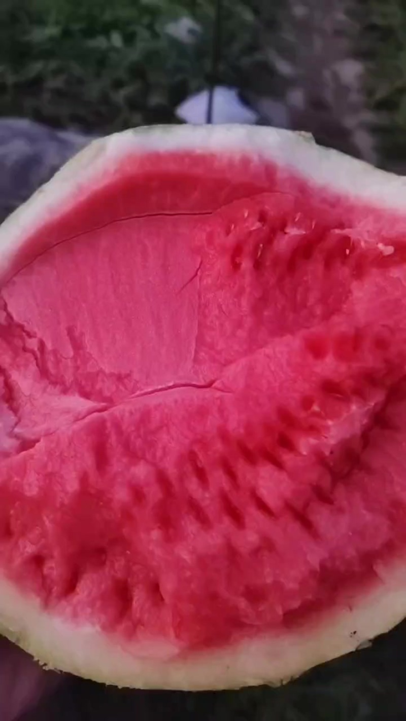 无籽西瓜