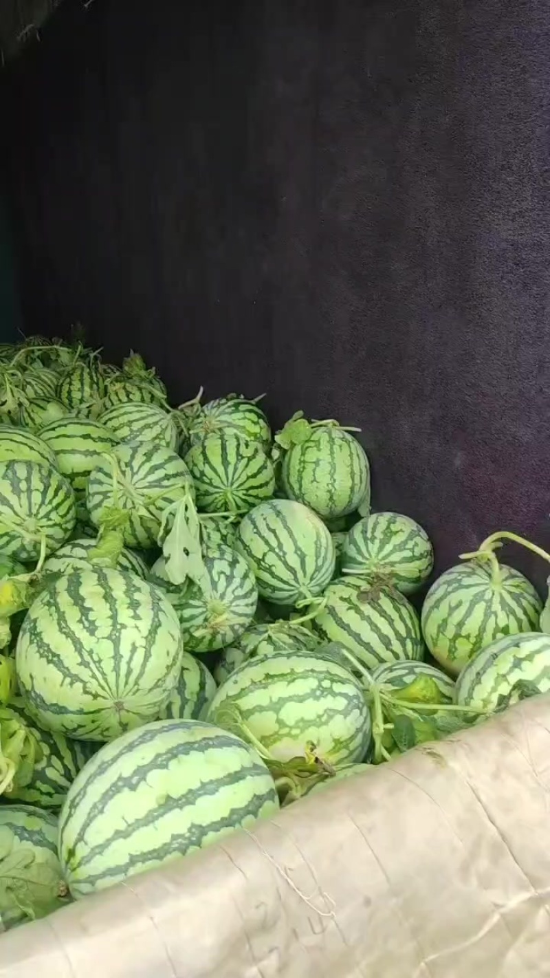无籽西瓜