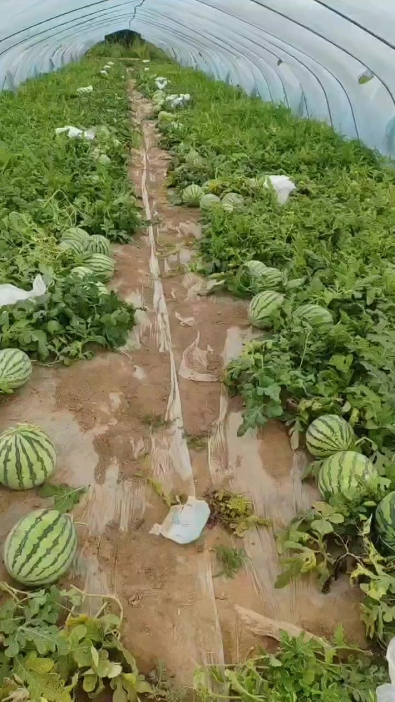 无籽西瓜