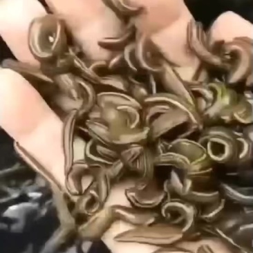 蚂蝗