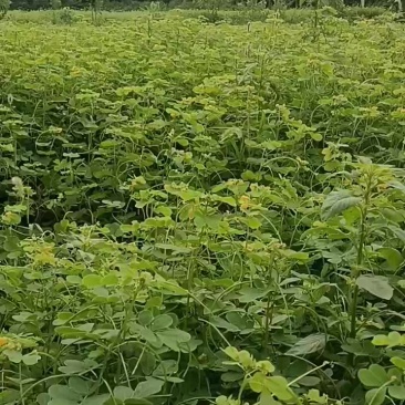中药材决明子