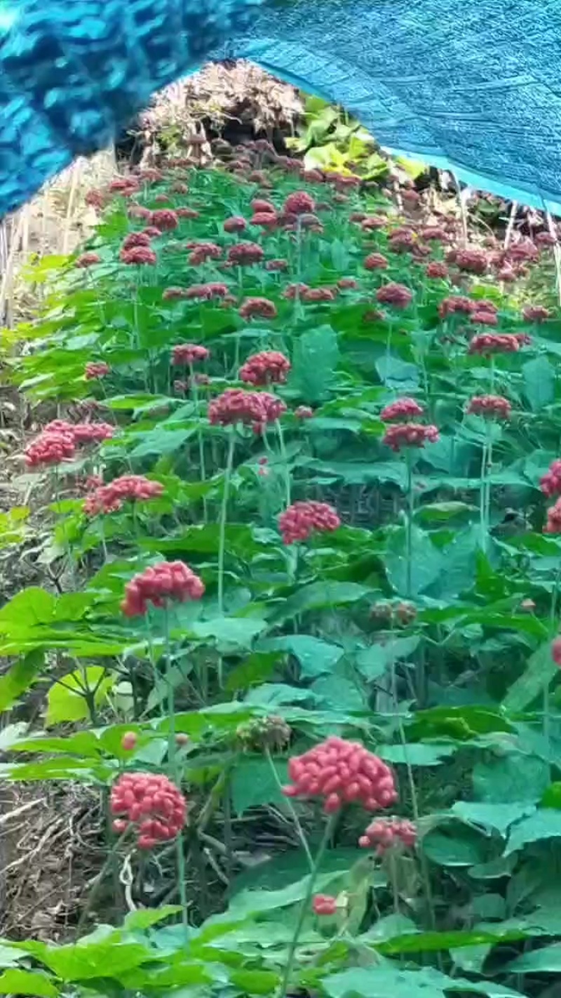 柱参参籽