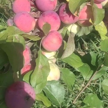 落花红香果