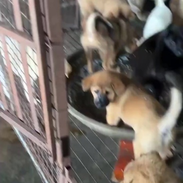 批发小狗苗，需要的联系我，
