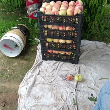 自家种植