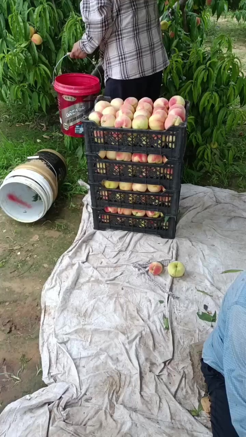 自家种植