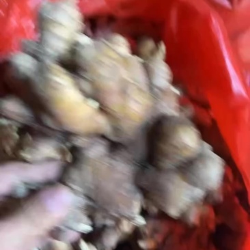 福建中等货2块多