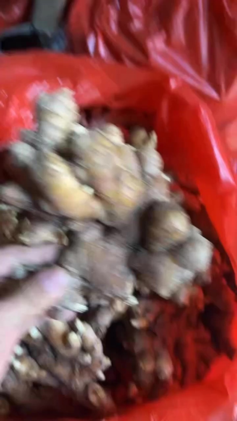 福建中等货2块多