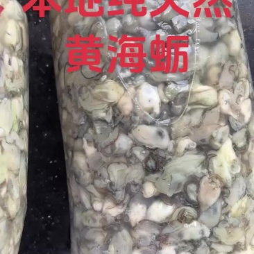 附加宁德霞浦本地野生黄海蛎