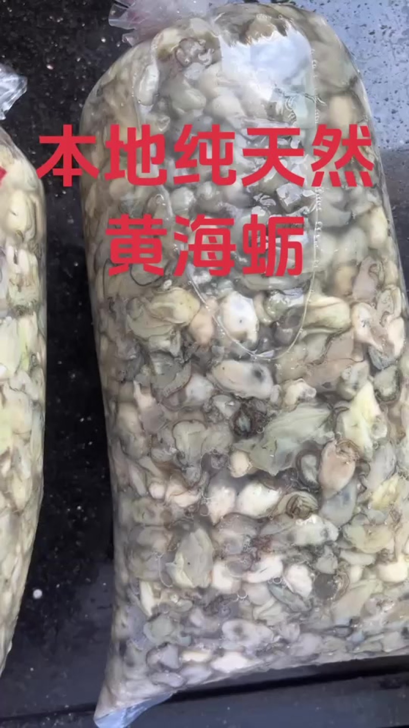 附加宁德霞浦本地野生黄海蛎
