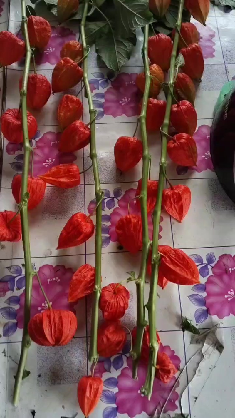 红姑娘鲜果50左右一斤，红姑娘切花80/90公分