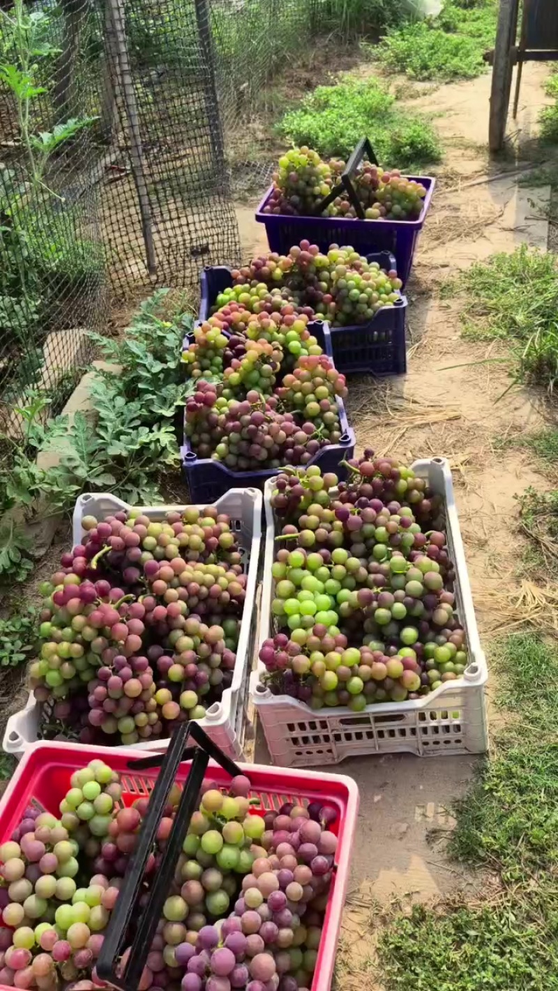 自然成熟的巨峰葡萄