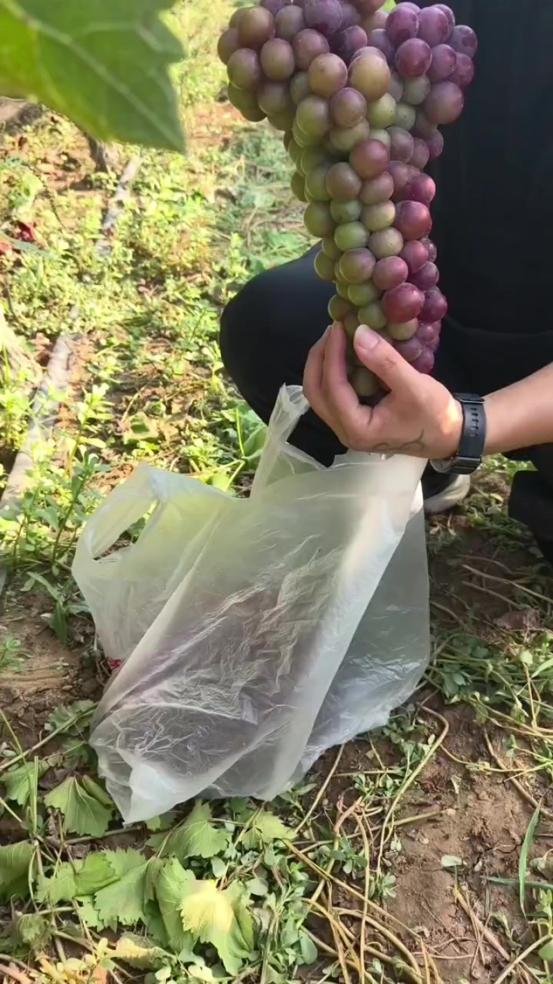 自然成熟的巨峰葡萄