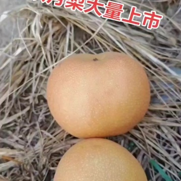 秋月梨，山东酥梨大量上市