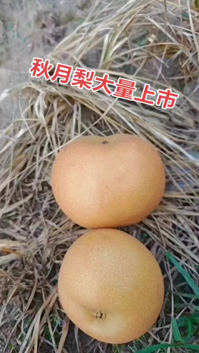 秋月梨，山东酥梨大量上市