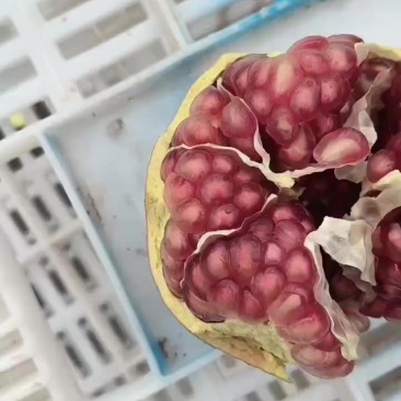 会理突尼斯软籽石榴