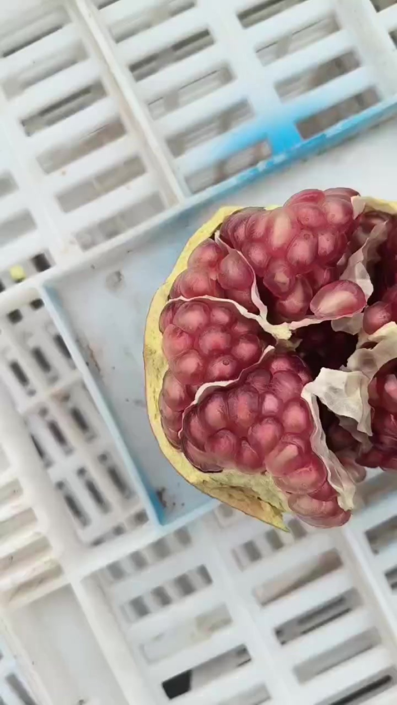 会理突尼斯软籽石榴