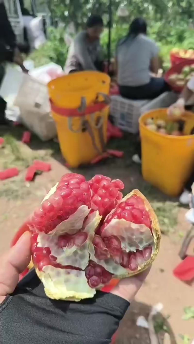 会理突尼斯软籽石榴