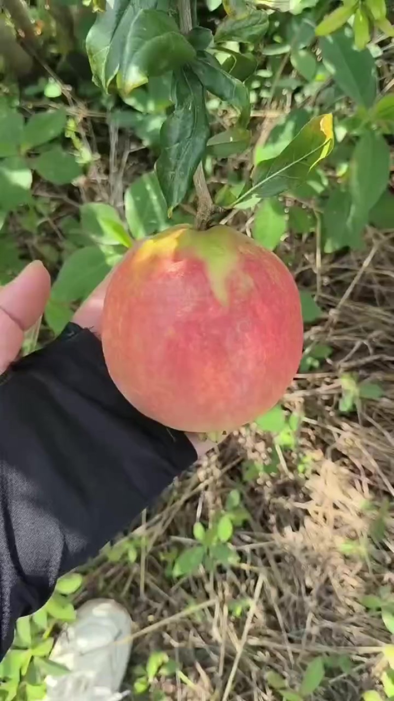 会理突尼斯软籽石榴
