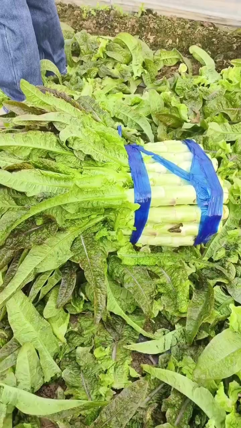 砀山县红叶莴笋大量上市了，无空心，质量杠杠的，货源充足