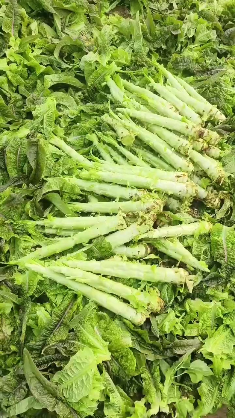 砀山县红叶莴笋大量上市了，无空心，质量杠杠的，货源充足
