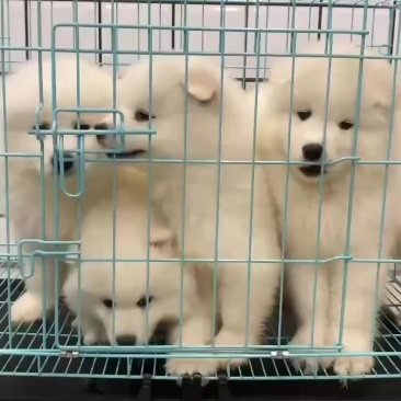 萨摩耶犬