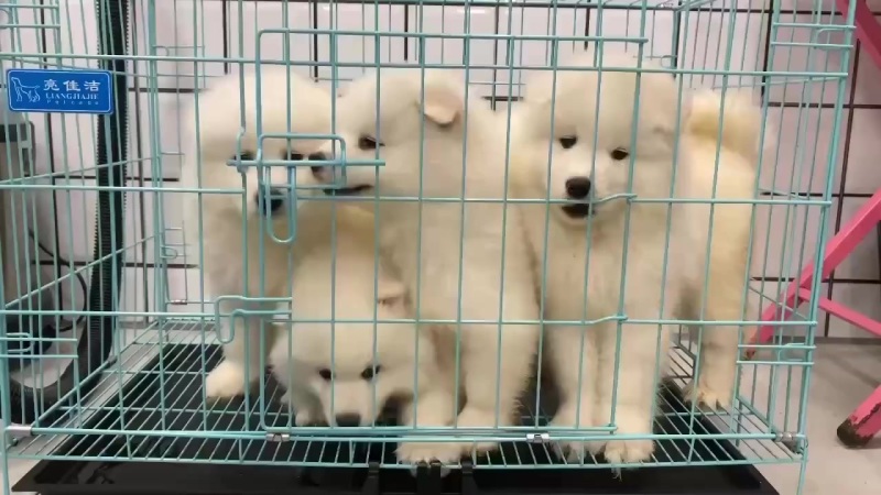 萨摩耶犬