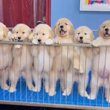 金毛