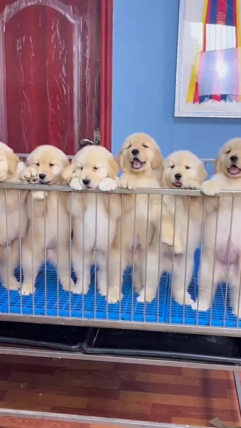 金毛
