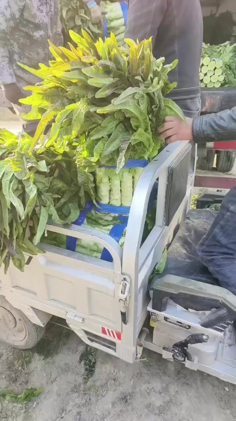 砀山县红叶莴笋大量上市了，无空心，质量杠杠的，货源充足