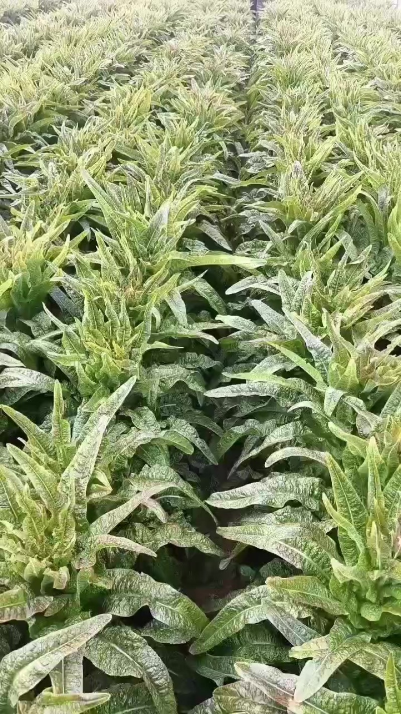 砀山县红叶莴笋大量上市了，无空心，质量杠杠的，货源充足