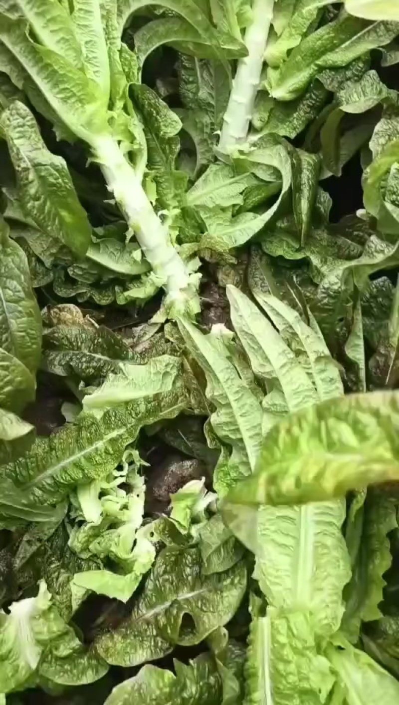 砀山县红叶莴笋大量上市了，无空心，质量杠杠的，货源充足