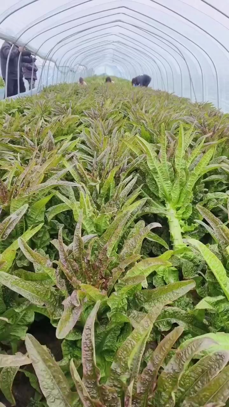 砀山县红叶莴笋大量上市了，无空心，质量杠杠的，货源充足