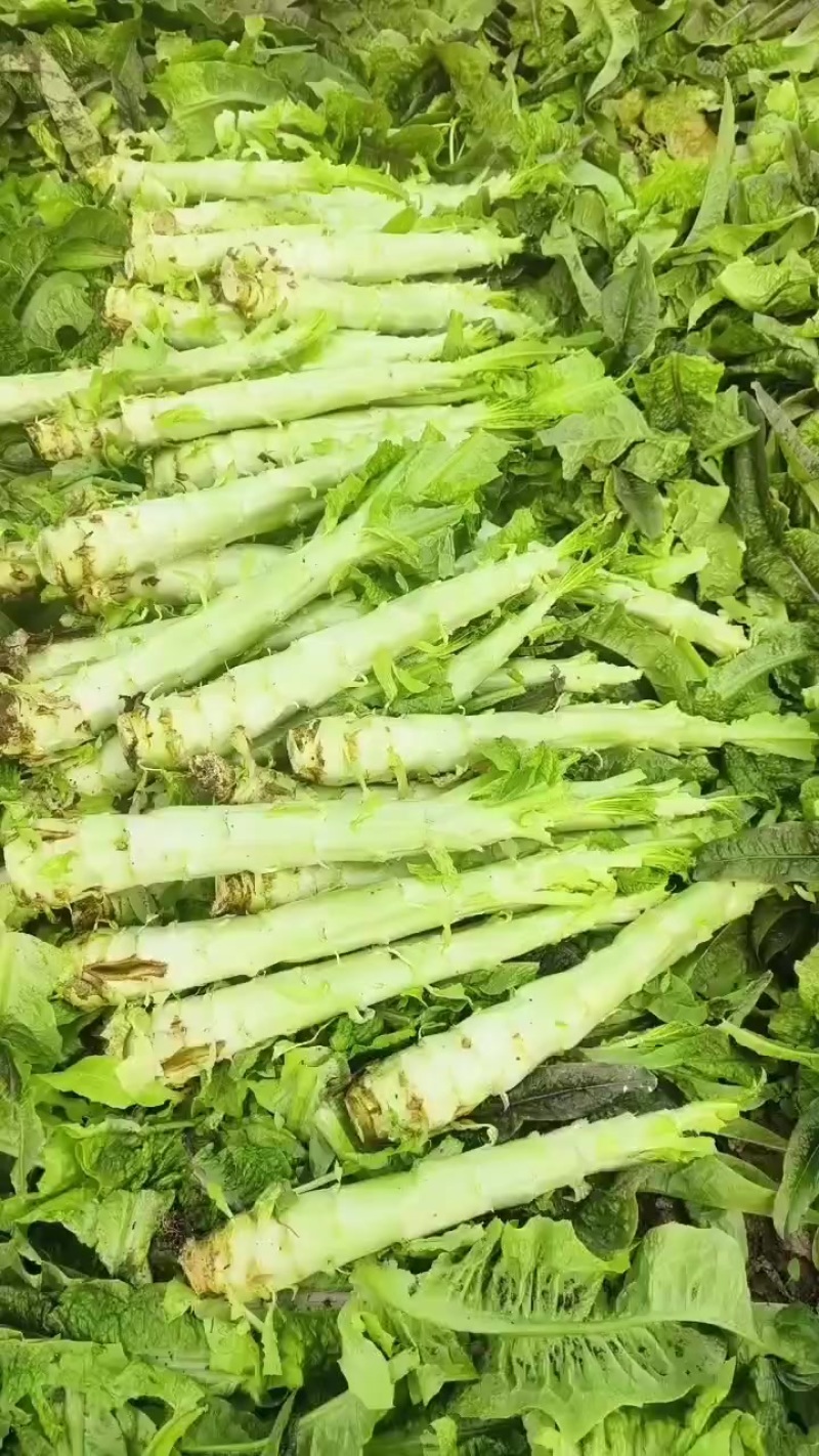 砀山县红叶莴笋大量上市了，无空心，质量杠杠的，货源充足