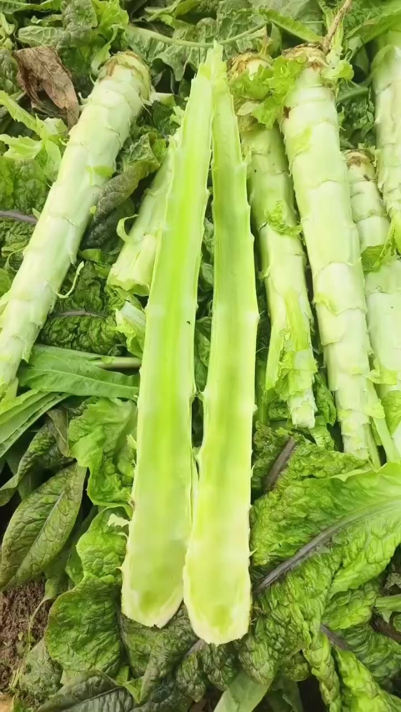 砀山县红叶莴笋大量上市了，无空心，质量杠杠的，货源充足