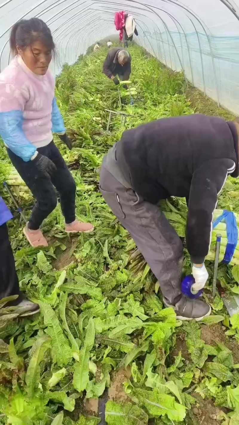 砀山县红叶莴笋大量上市了，无空心，质量杠杠的，货源充足