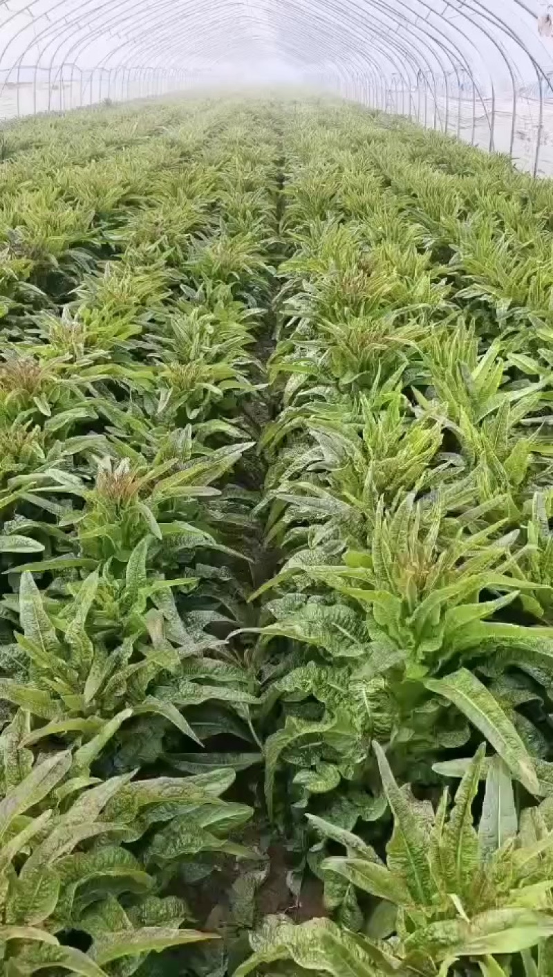 砀山县红叶莴笋大量上市了，无空心，质量杠杠的，货源充足