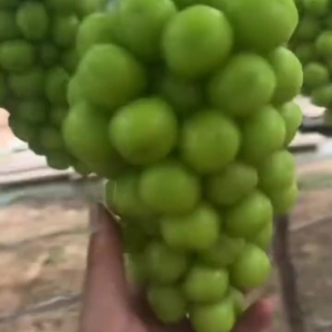阳光玫瑰