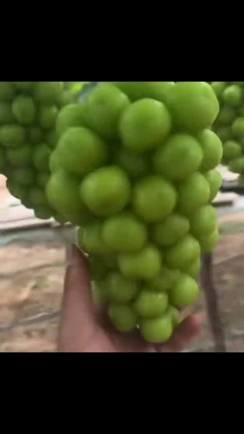 阳光玫瑰