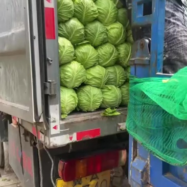 长白菜，甘蓝