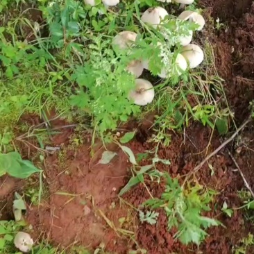 鸡枞