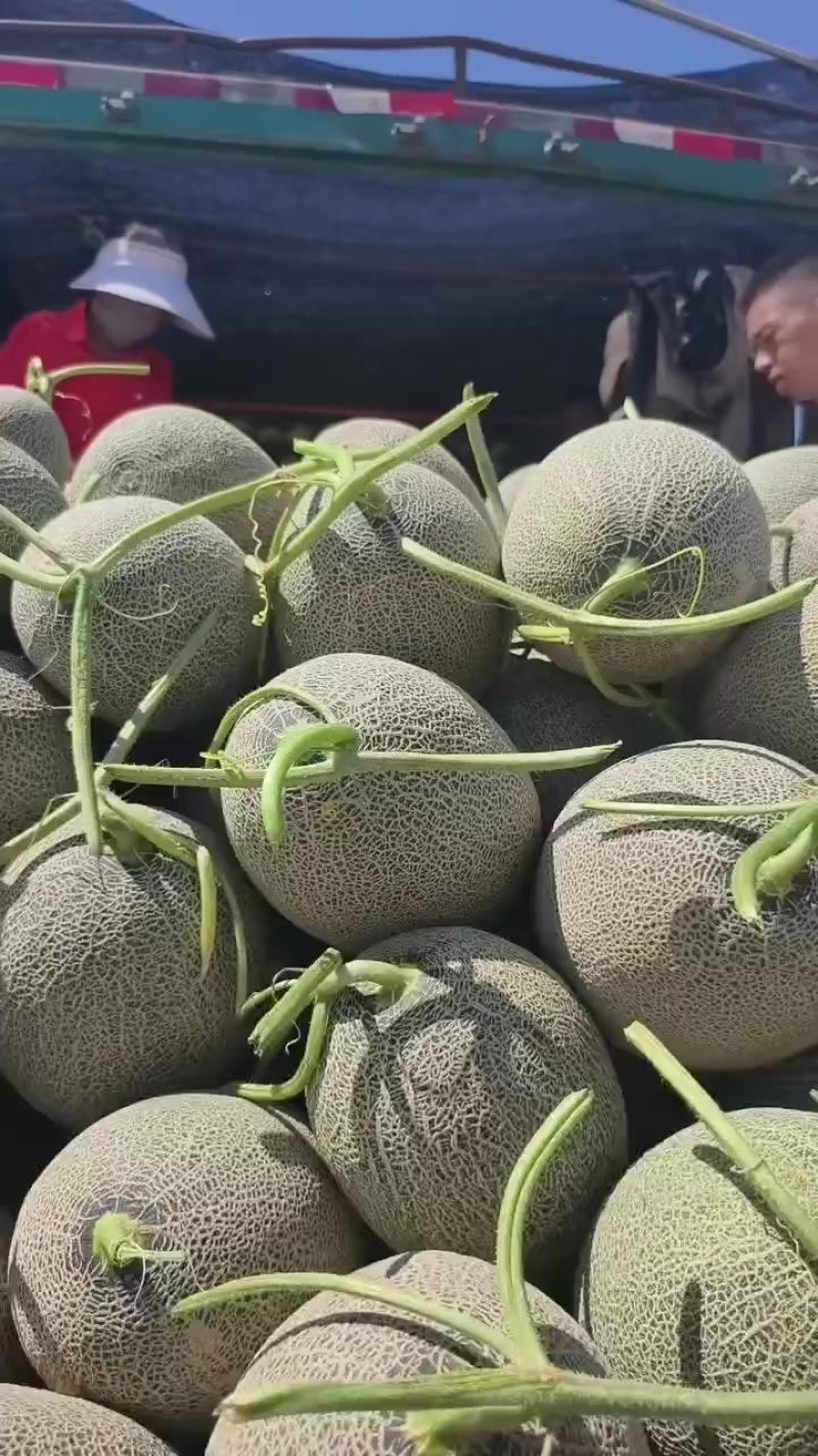 哈密瓜