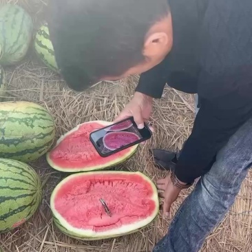 正宗石头瓜