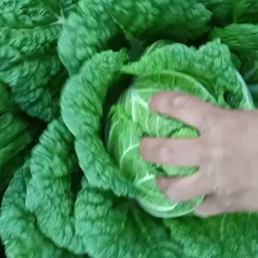 白菜，甘蓝
